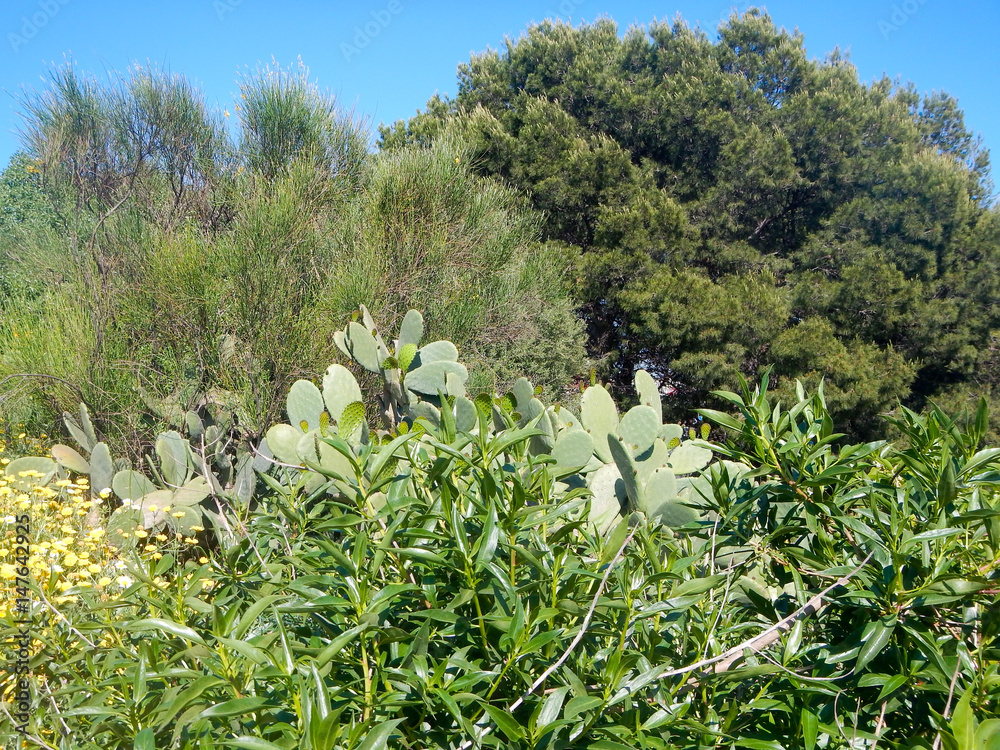 Obraz premium Mittelmeer-Flora