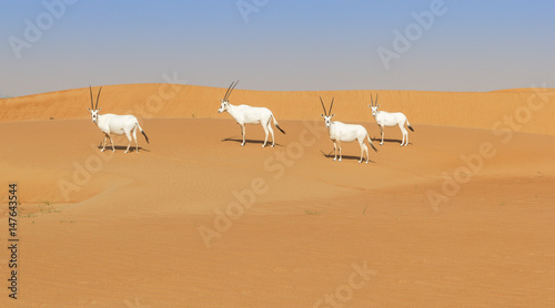 Canvas Print Group of White Oryx In Arabian Desert of Dubai Conservation Reserve