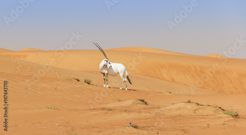 White Oryx In Arabian Desert of Dubai photo