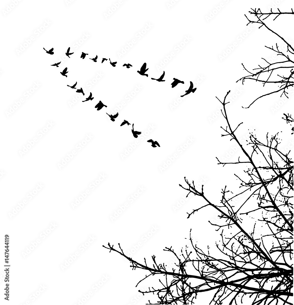  illustration, silhouette of flying birds