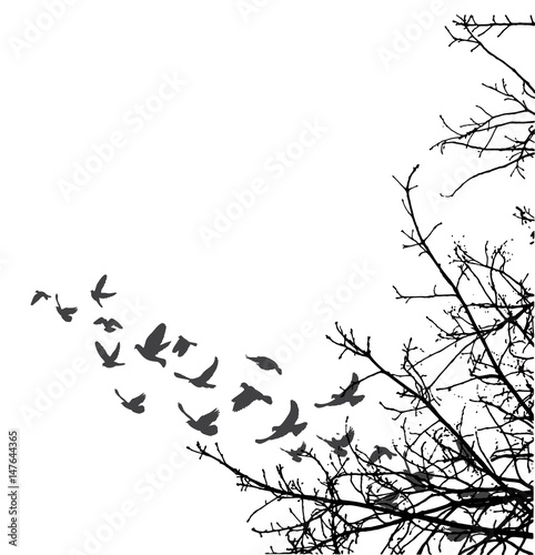 silhouette of flying birds