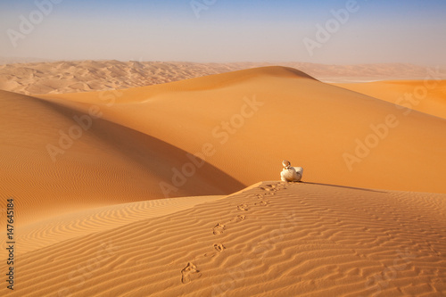 Fototapeta Naklejka Na Ścianę i Meble -  arab man in local traditional outfit sitting over a dune in arabian Desert and contemplating the landscape