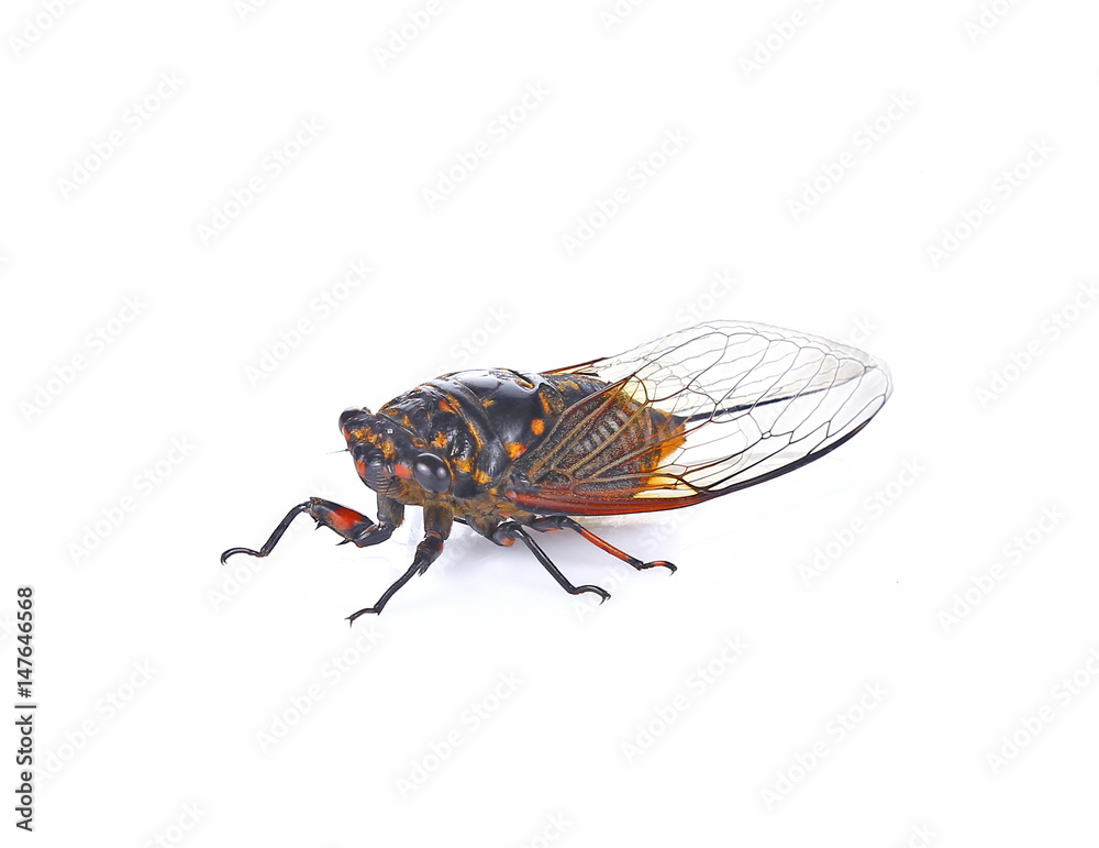 cicada insect isolated on white background