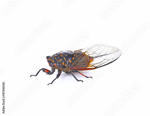 cicada insect isolated on white background © satjatoto