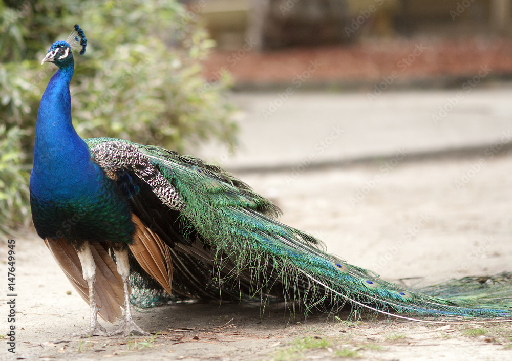 Obraz premium Peacock