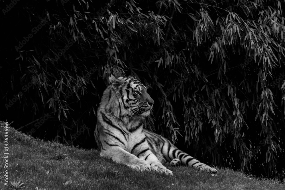 Obraz premium The Queen in black and white