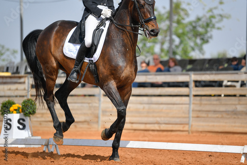 Dressage rider on a bay horse   © PROMA
