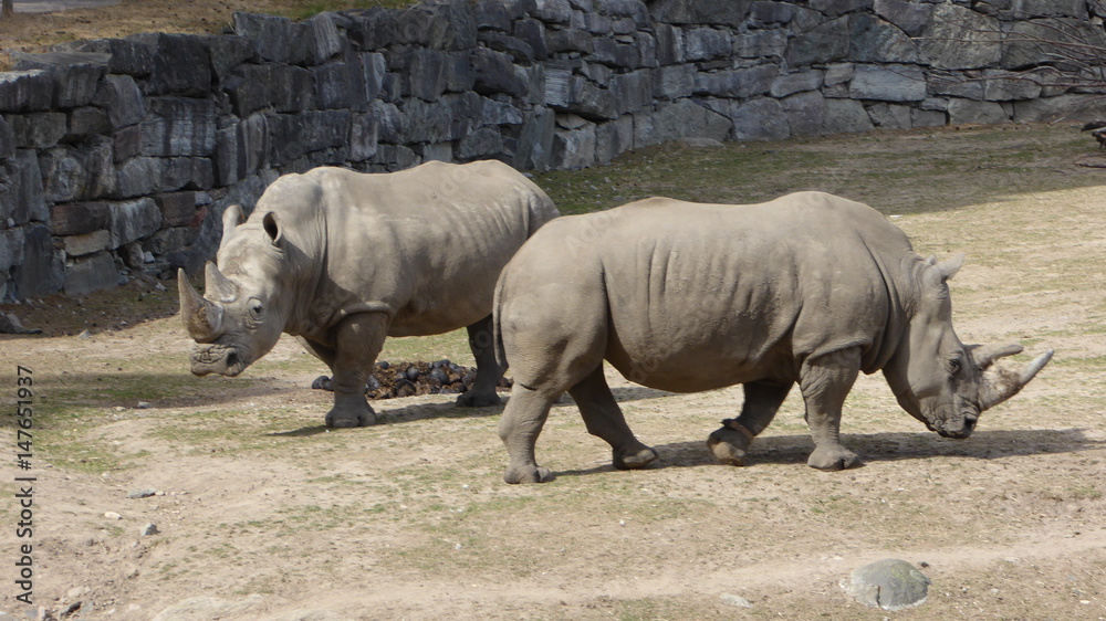 Naklejka premium Nashorn