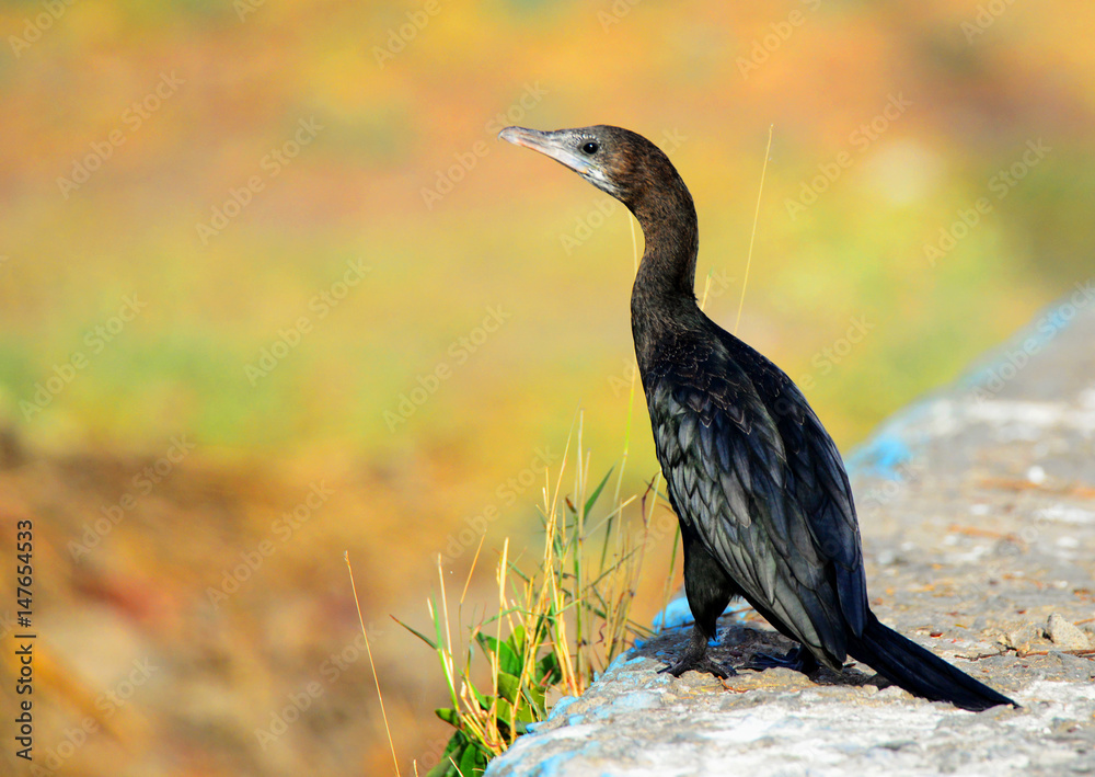 Fototapeta premium The Indian cormorant or Indian shag (Phalacrocorax fuscicollis) is a member of the cormorant family.