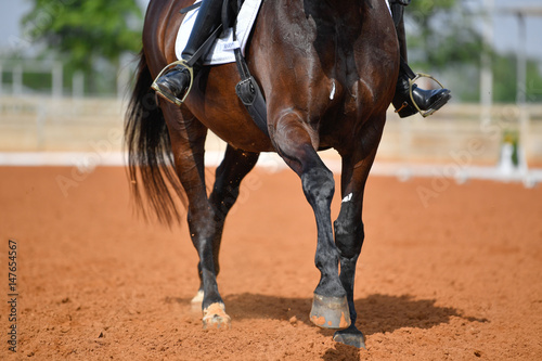 Close up on a bay horse legs with rider during a dressage competition 