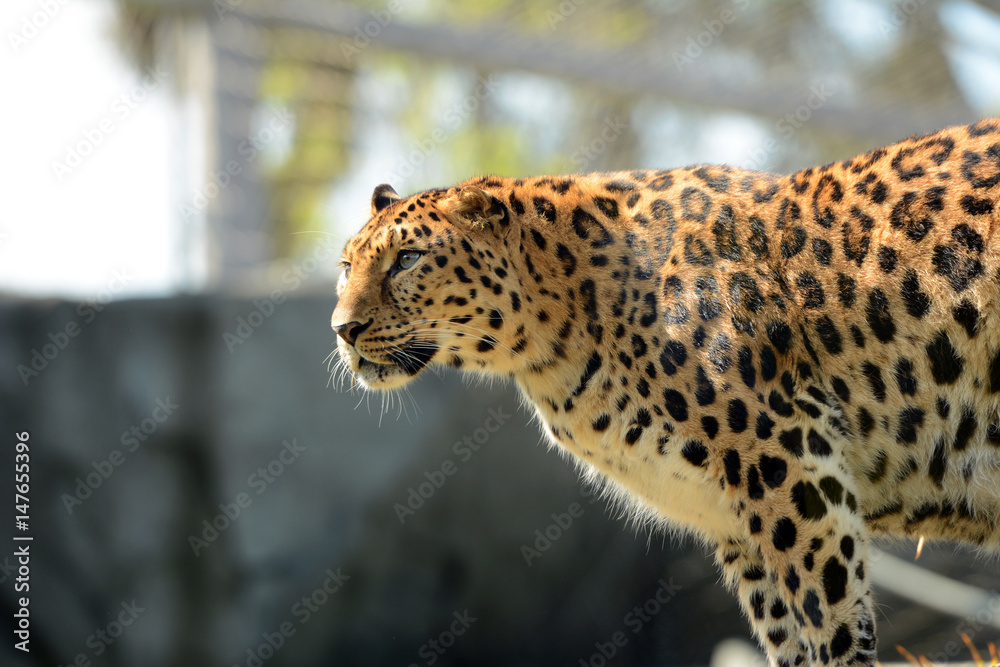 Fototapeta premium Amur leopard in the zoo.