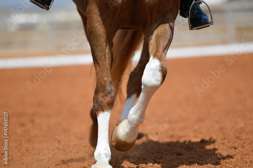 Close up on a bay horse legs during a dressage competition 