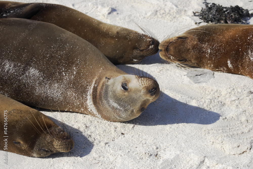 Fototapeta premium Galapagos Sea Lion sleeping on the beach, Gardner Bay, Espanola, Galapagos Islands