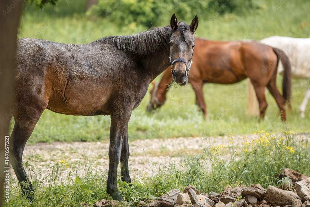 Fototapeta premium horse in forest