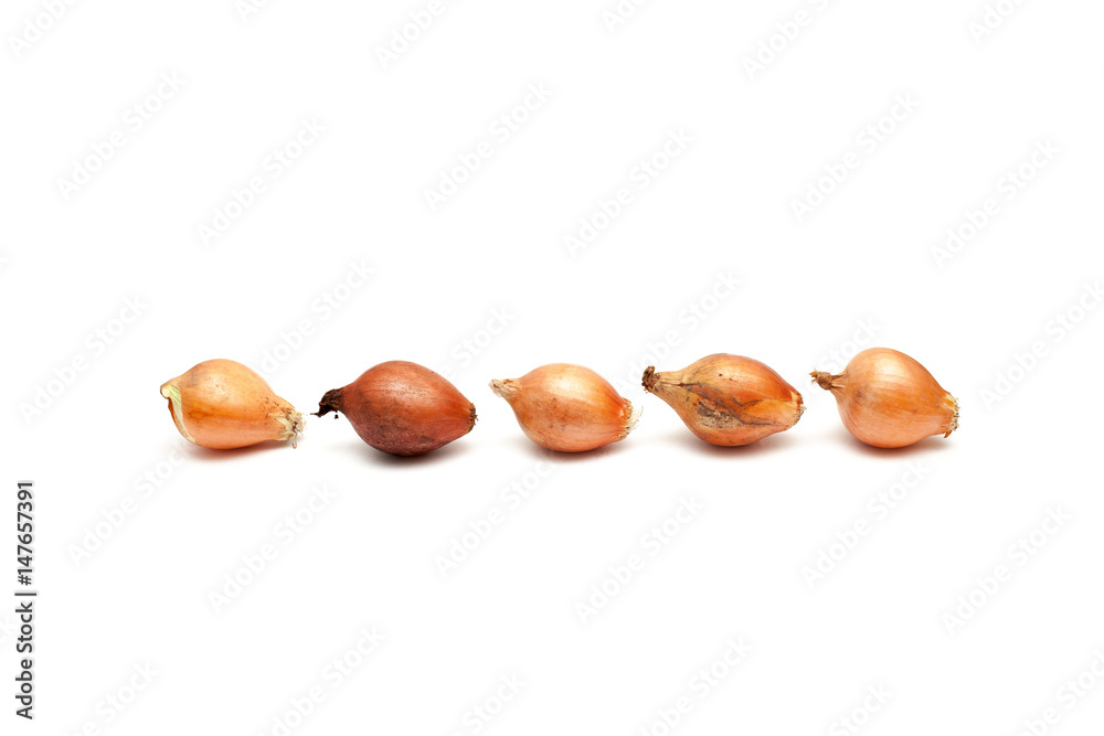 Obraz premium Onion on white background 