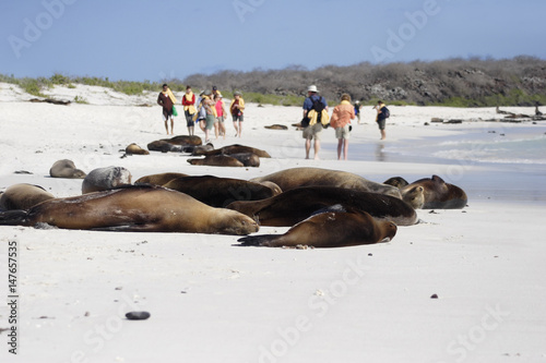Galapagos Sea Lion sleeping on the beach with tourists, Gardner Bay, Espanola, Galapagos Islands