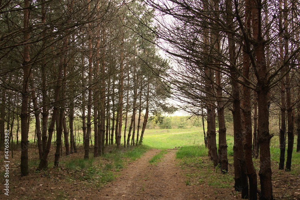 road in a pine forest in the spring road in a pine forest in the spring