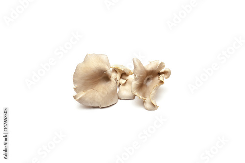 Oyster mushrooms on white background
