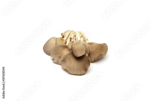 Oyster mushrooms on white background 