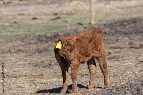 Vászonkép red angus baby calf