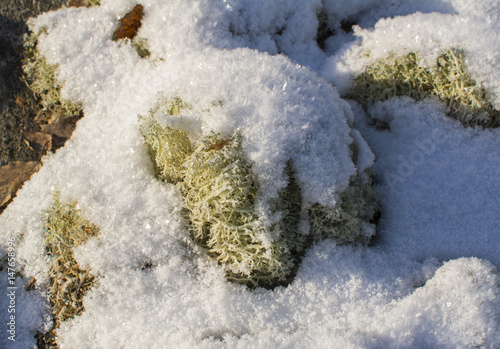 Snow covered reindeer moss and snow © hivaka