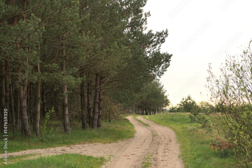 road near the forest road near the forest