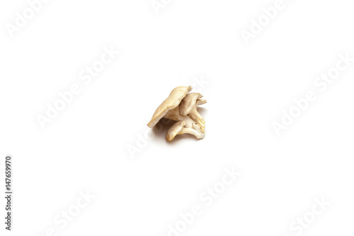 Oyster mushrooms on white background 