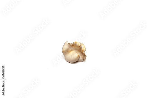 Oyster mushrooms on white background   © vadik02020