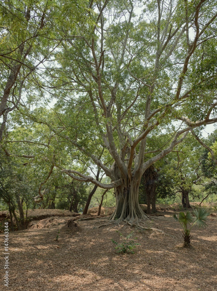 A lone fig tree (Ficus Macrophylla). A lone fig tree (Ficus Macrophylla).