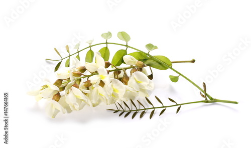 Blossoming acacia with leafs isolated on white background, black locust, Acacia flowers,  Robinia pseudoacacia (White acacia) photo