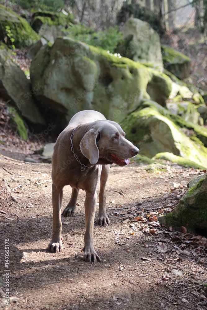 Urlaub mit dem Hund Urlaub mit dem Hund