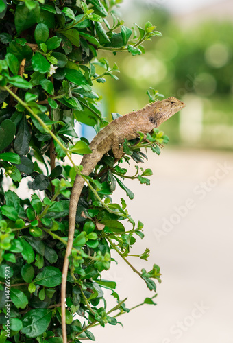 crested Lizard on bunch,thailand
