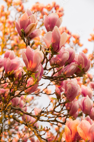 Blooming magnolia tree in the spring during sunset
