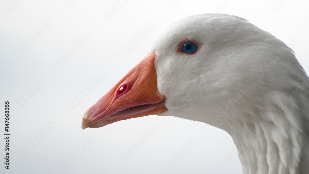 Emden Goose Emden Goose