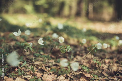 Snowdrop spring flowers. Delicate Snowdrop flower is one of the spring symbols telling us winter is leaving and we have warmer times ahead. Fresh green well complementing the white blossoms. photo