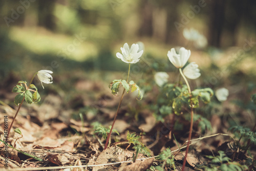 Snowdrop spring flowers. Delicate Snowdrop flower is one of the spring symbols telling us winter is leaving and we have warmer times ahead. Fresh green well complementing the white blossoms. photo
