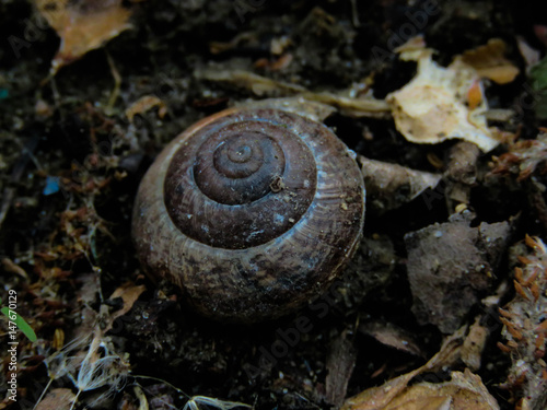 Snail shell 