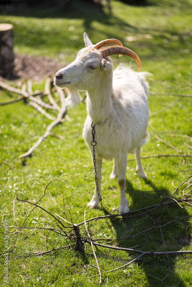 Naklejka premium White goat graze on a meadow