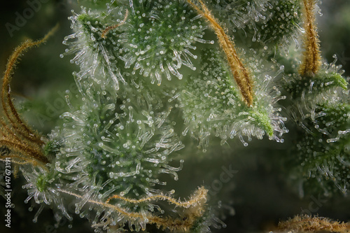 Cannabis bud macro (fire creek marijuana strain) with visible hairs and trichomes