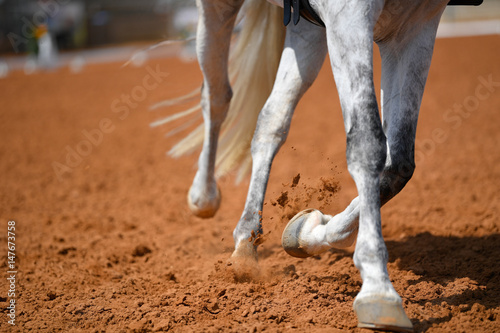 Close up on a horse legs during a dressage competition
