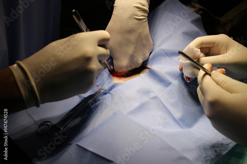 Veterinary surgery - ovariectomy by dog staffordshire terier photo