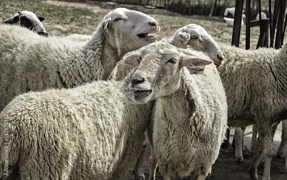 Sheep on farm