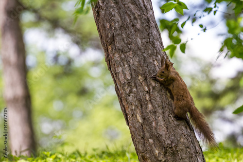 Cute red squirrel on tree branch