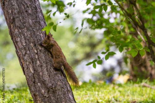 Cute red squirrel on tree branch © Cristi