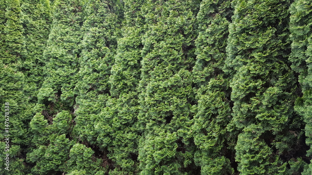Trees