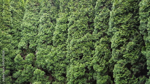 Trees