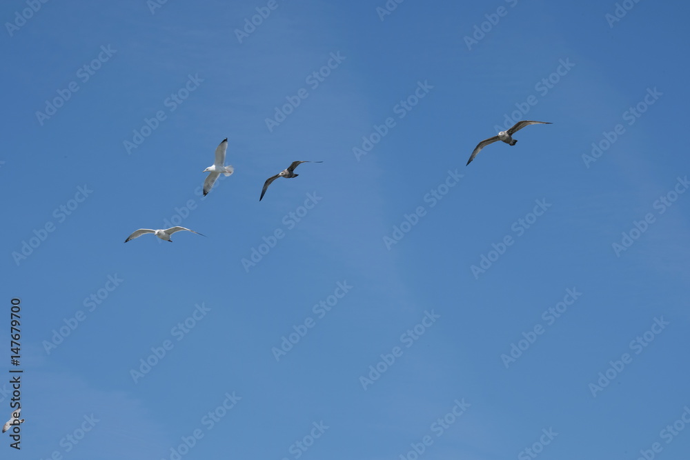 Seagulls against blue sky