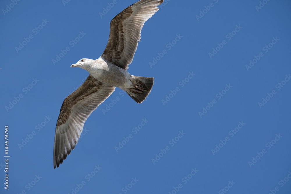 Obraz premium Seagul against blue sky