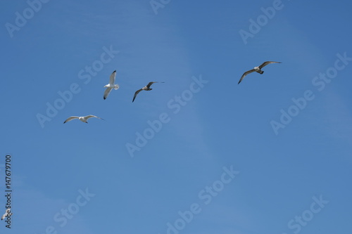 Seagulls against blue sky