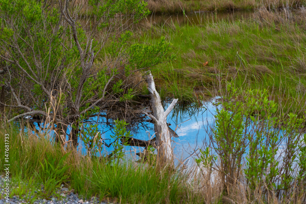 Obraz premium Log in a Stream